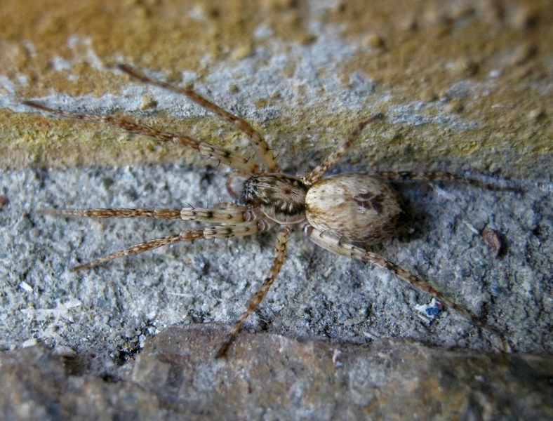 Anyphaena sp. - Treviso (TV)